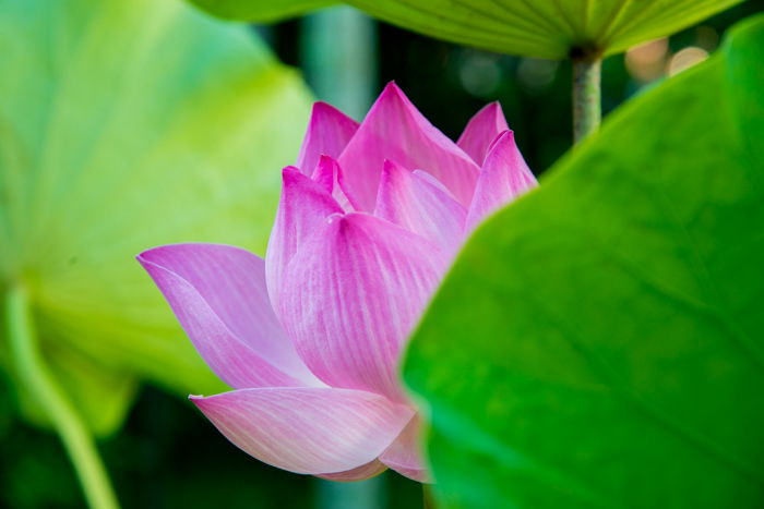 Centrally placed close up of a lotus flower