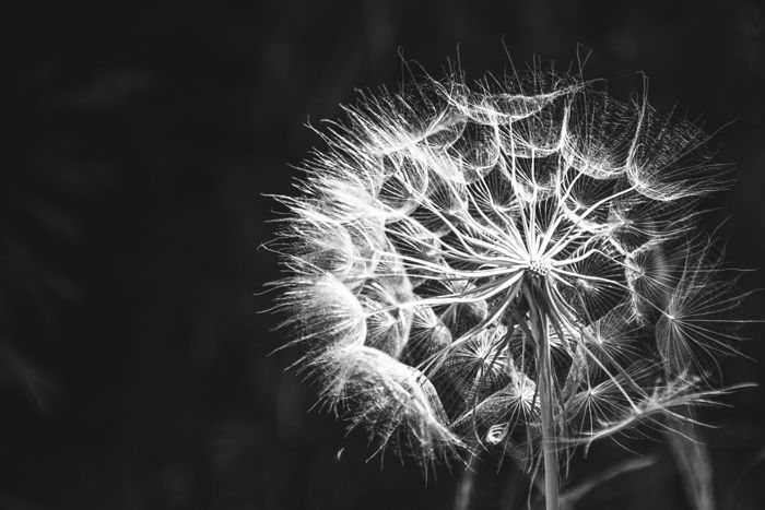 A black and white high contrast image of a dandelion flower with dark shadows and tones