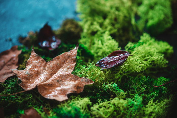 Autumn leaves on a green moss with close-up of maple leaf texture. Autumn-themed.