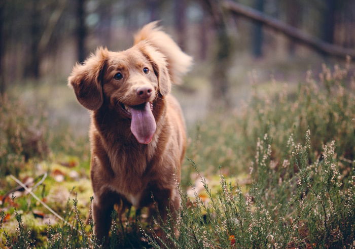 A small brown dog standing in a wooden area