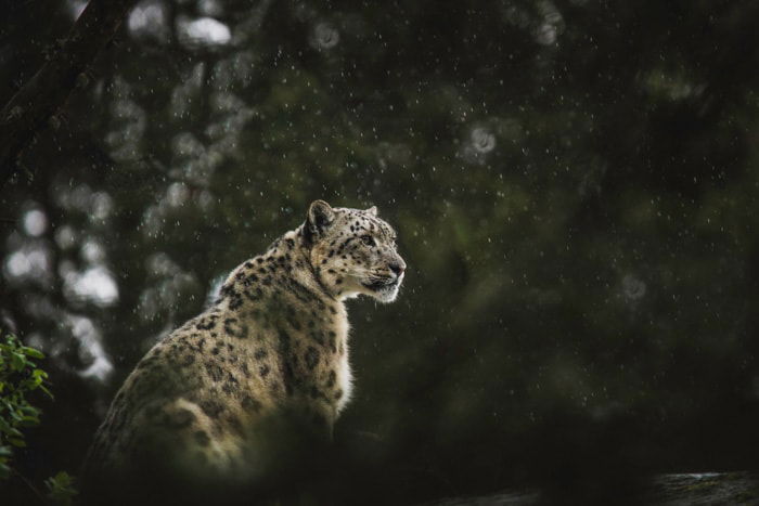 Atmospheric wildlife portrait of a sitting leopard 