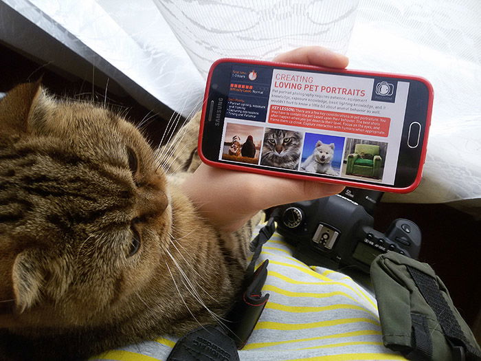 A person holding their smartphone for their cat to look at, the photzy homepage onscreen