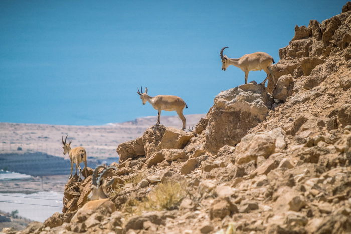 the mountain goats standing on a rocky mountain side