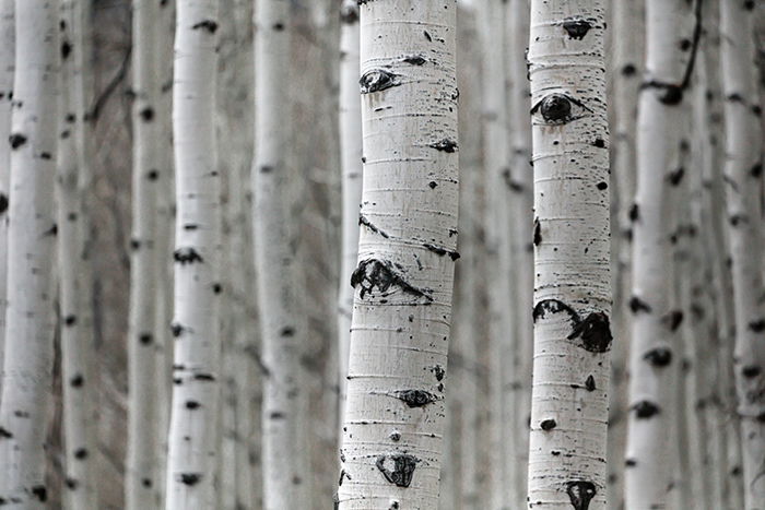 A forest of birch trees highlighting rough texture in photography 