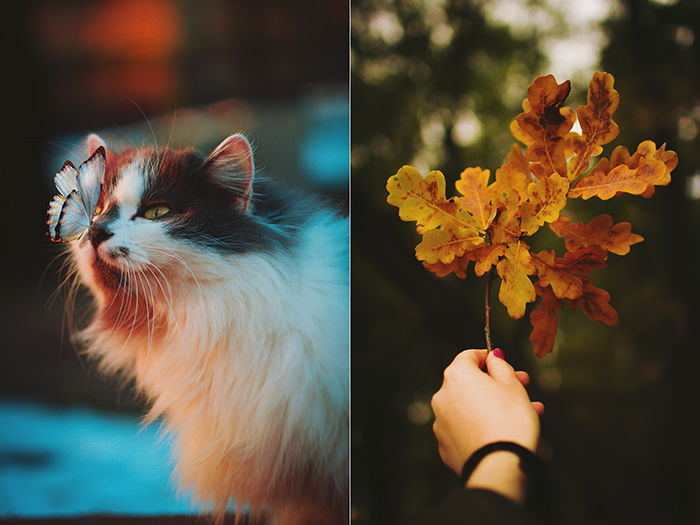 Cute autumn diptych photo of a cat and a hand holding a branch of autumn leaves