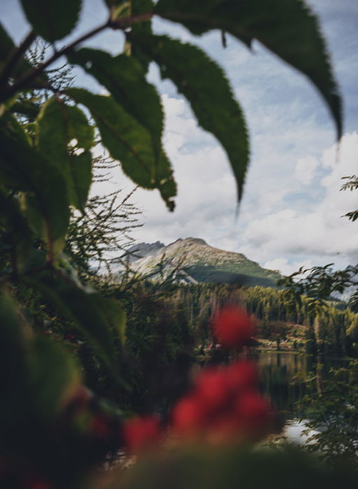 An atmospheric blurred photo of red berries in the foreground of a stunning mountainous impressionist landscape 