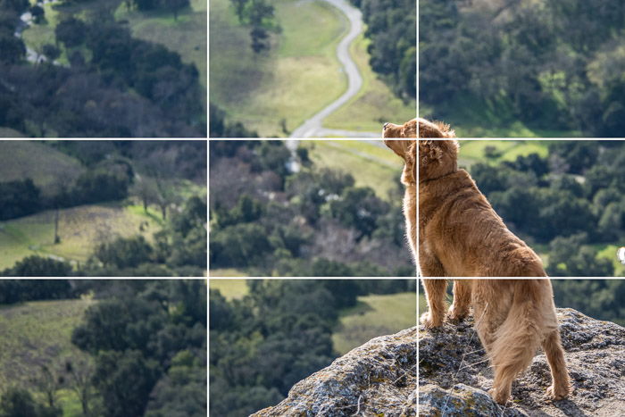 A dog standing on the edge of a cliff above a green landscape with a rule-of-thirds overlay overtop it