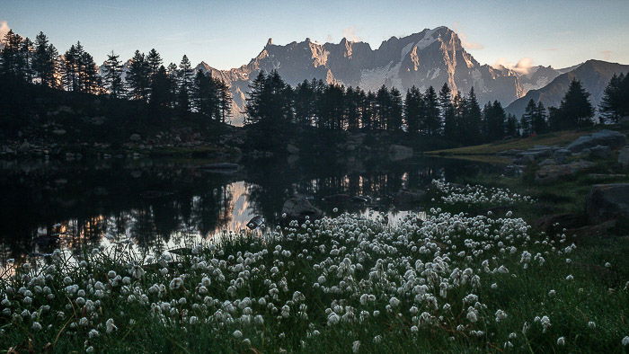 A seasonal landscape shot of a carpet of flowers in the spring with snow-capped mountains in the background.