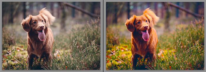 Diptych showing what is vibrance and how it effects pet photography