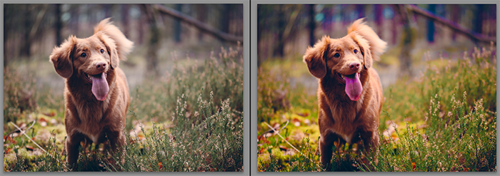 Diptych showing what is saturation and how it effects pet photography