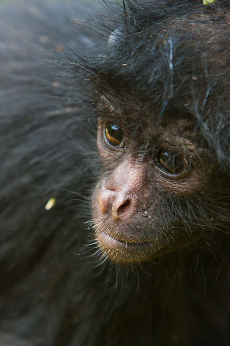 Close up portrait of a small black monkey