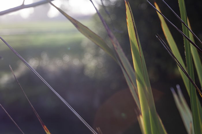 Harakeke flax on the banks of the Ōpāwaho River, Christchurch, New Zealand.