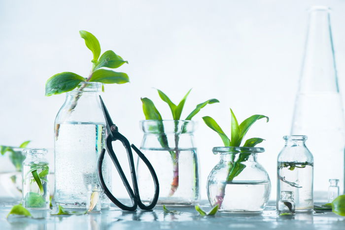 Bright and airy photo of plants in glass jars