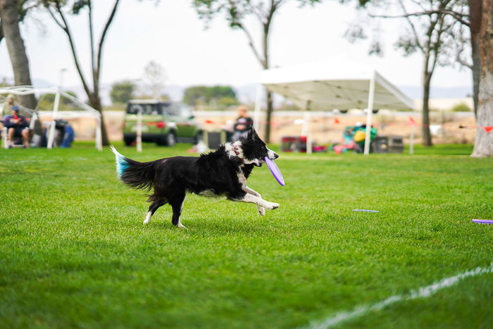 A dog jumping for a Frisbee outdoors, shot with a Sony a7R III mirrorless camera