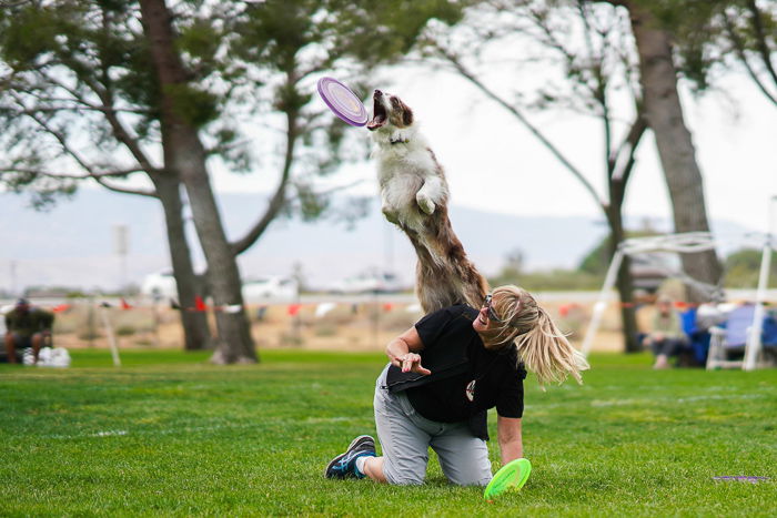 A dog jumping for a Frisbee outdoors, shot with a Sony a7R III mirrorless camera