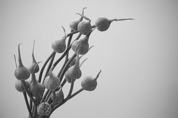 black and white still life photography