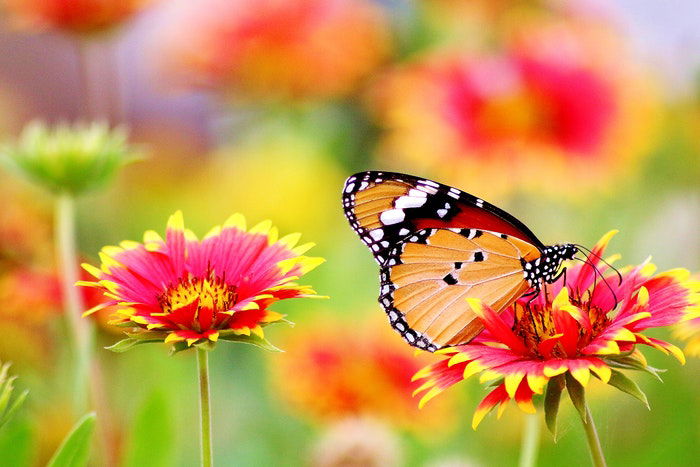 A butterfly sitting on a colorful flower 