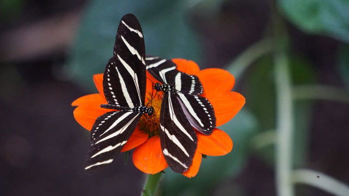 Beautiful butterfly photography of a two black and white butterflies on an orange flower