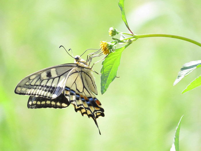 Beautiful butterfly photography of a swallowtail on a leaf