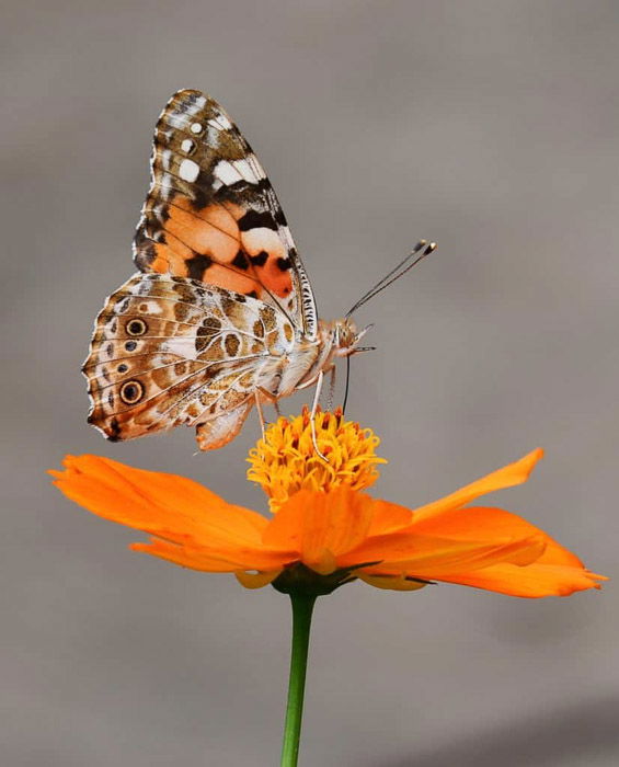 Beautiful butterfly photography of a tortoiseshell on orange flower