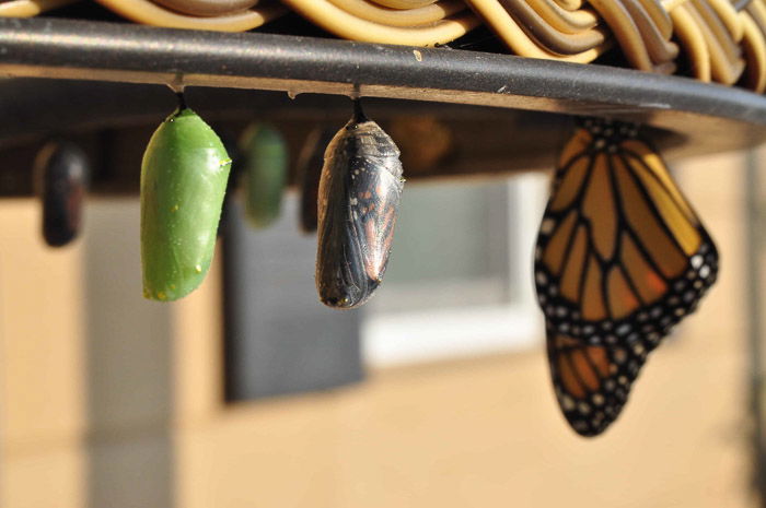 A monarch butterfly resting beside pupae 