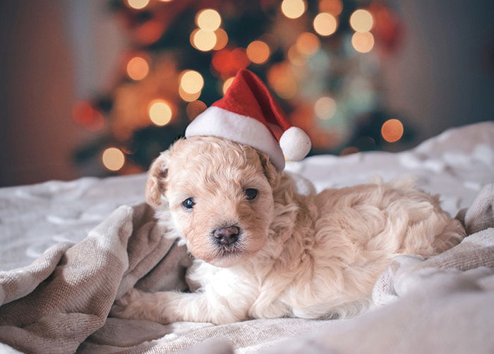 A cute dog portrait with bokeh lights background