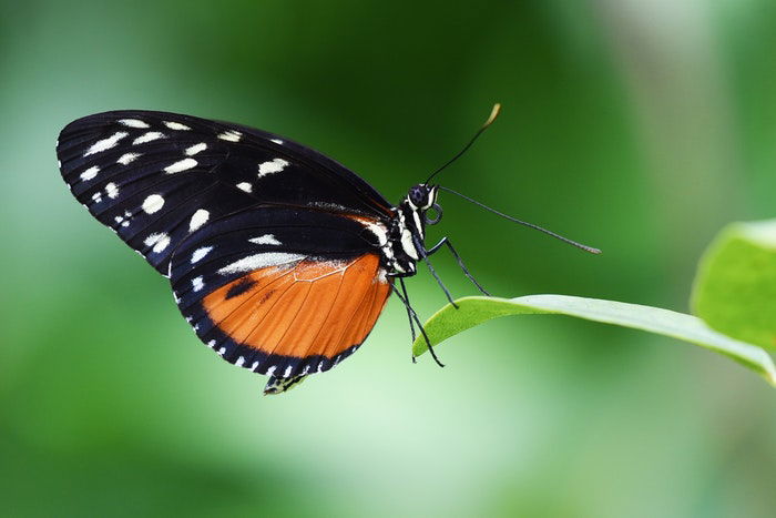 A butterfly on flower picture