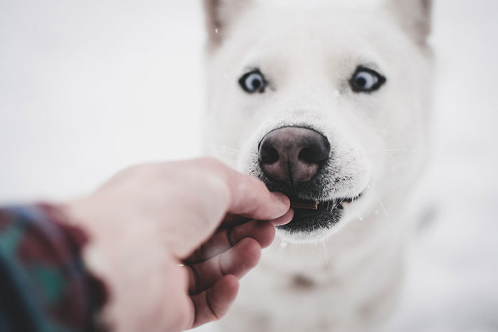 A close up of the photographer feeding a treat to a large white dog 