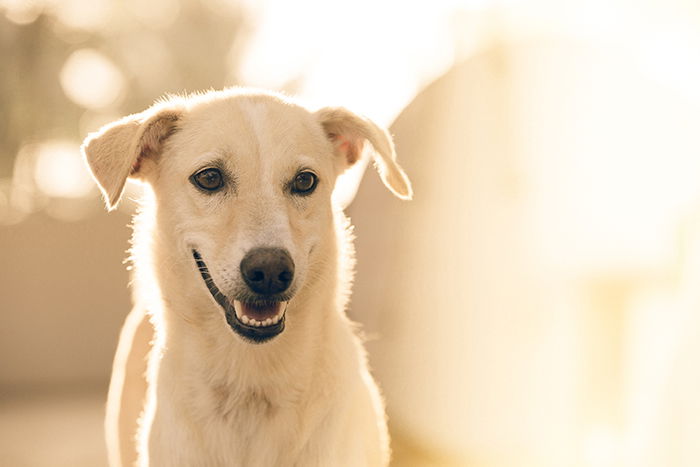 A pet photography portrait of a white dog