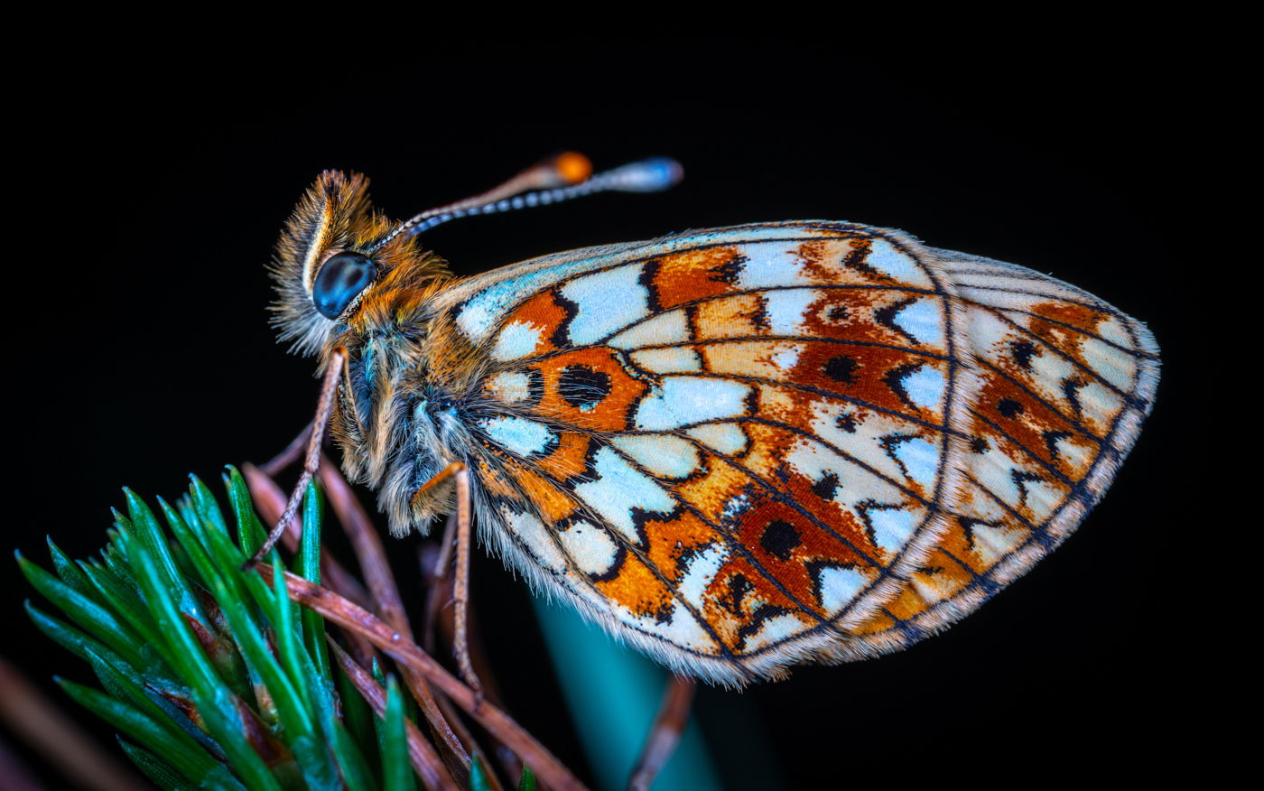 extension tubes