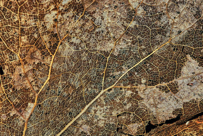 A macro shot of a leaf - awesome abstract photos