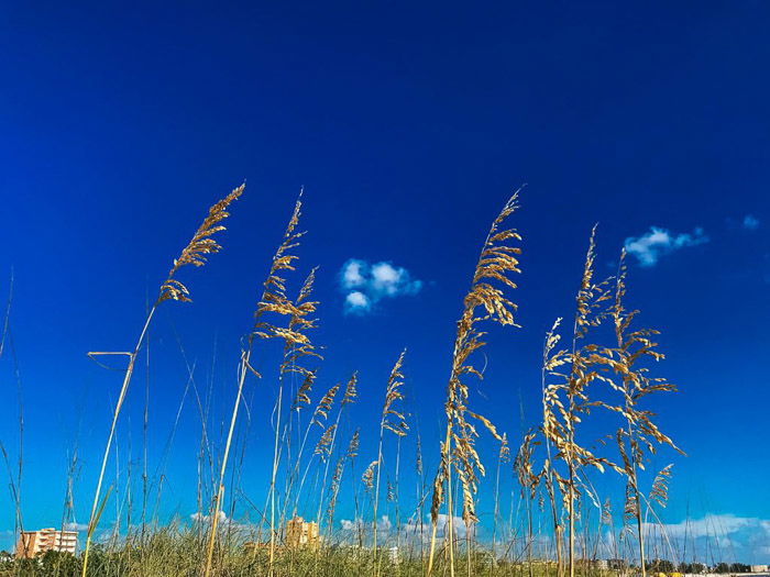 A stunning HDR iPhone photo of plants by the seaside