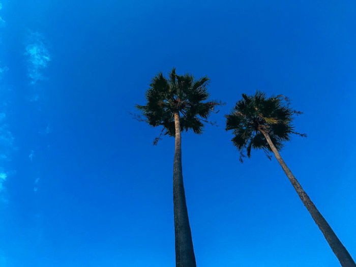 A stunning HDR iPhone photo of palm trees