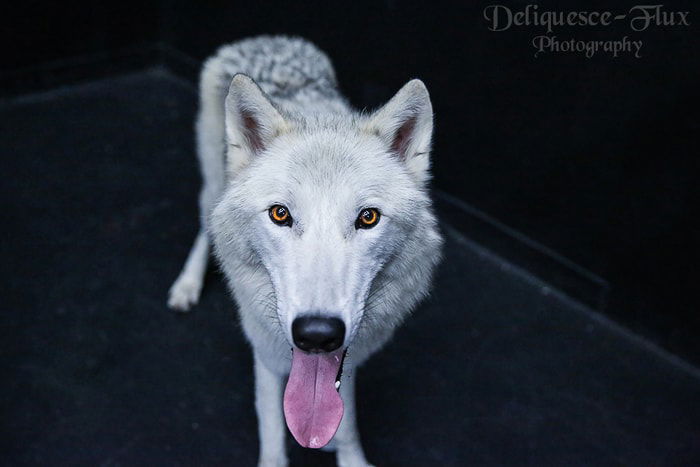 A white dog looking towards the camera