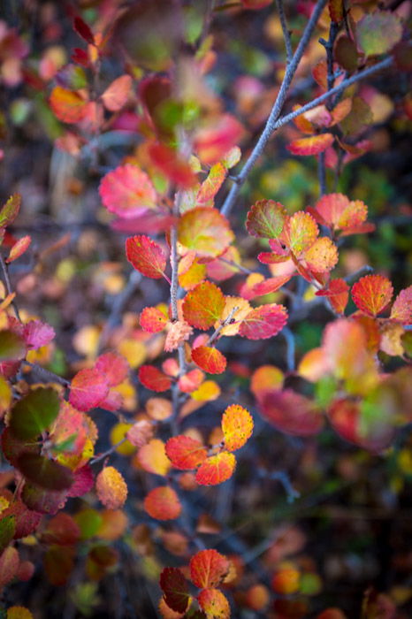 Macro Fall photography of orange and read leaves in Kongakut Alaska