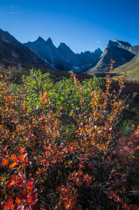 A lucious fall photography shot of mountains with foliage in the foreground