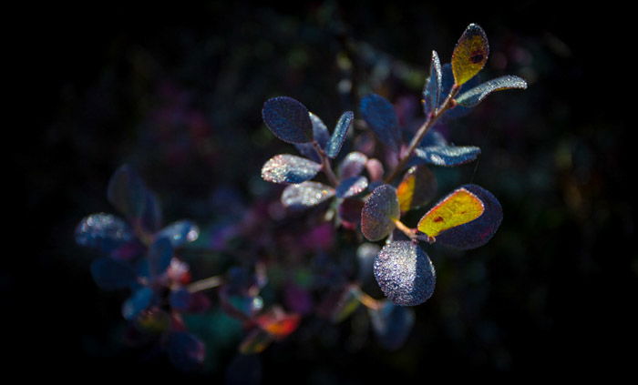 An autumn photography shot of blue leaves on a branch