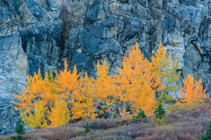 A mountainous landscape shot with bright orange tree in the foreground