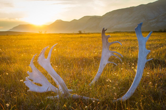 Autumn landscape shot of deer antlers in a meadow