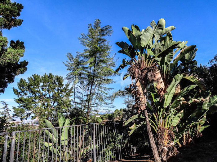 An outdoor shot of different types of trees, taken with canon powershot sx740 hs