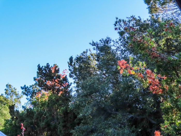 An outdoor shot of different types of trees, taken with canon powershot sx740 hs