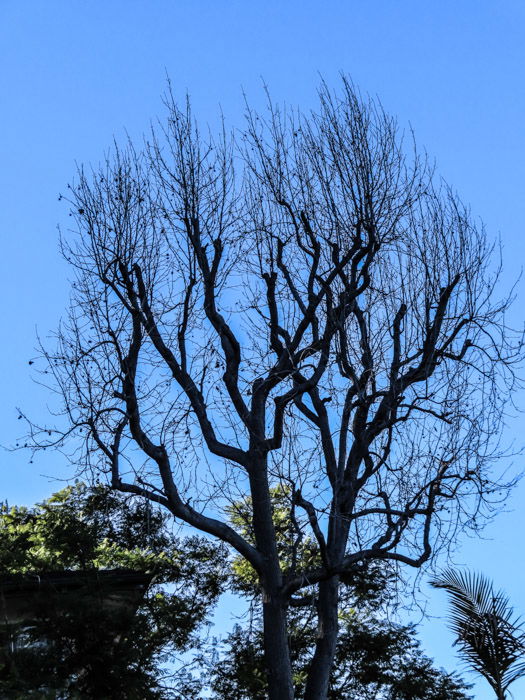 An outdoor shot of a large tree, taken with canon powershot sx740 hs