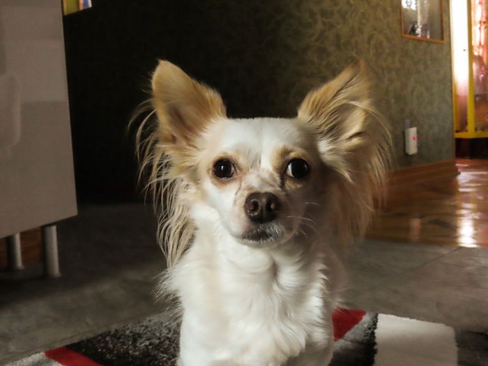 A cute pet portrait of a small brown and white dog take taken with canon powershot sx740 hs