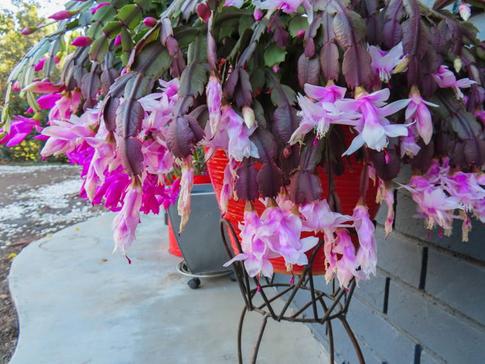 An outdoor shot of purple flowers in a basket taken with canon powershot sx740 hs