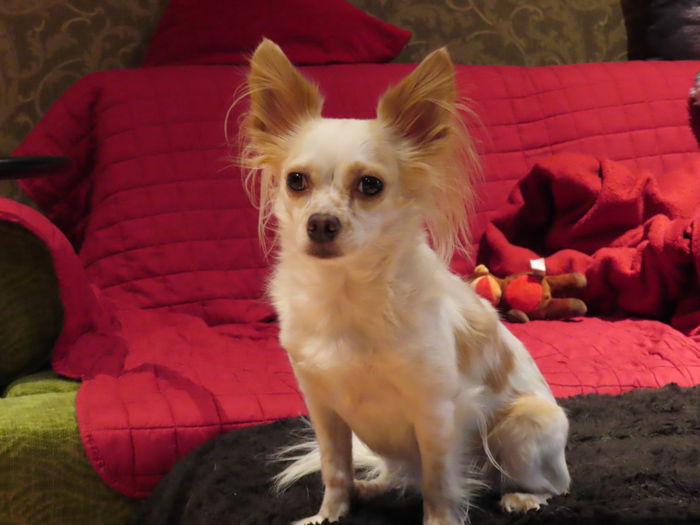 A cute pet portrait of a small brown and white dog take taken with canon powershot sx740 hs