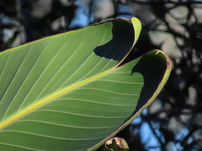 An outdoor shot of leaves, taken with canon powershot sx740 hs