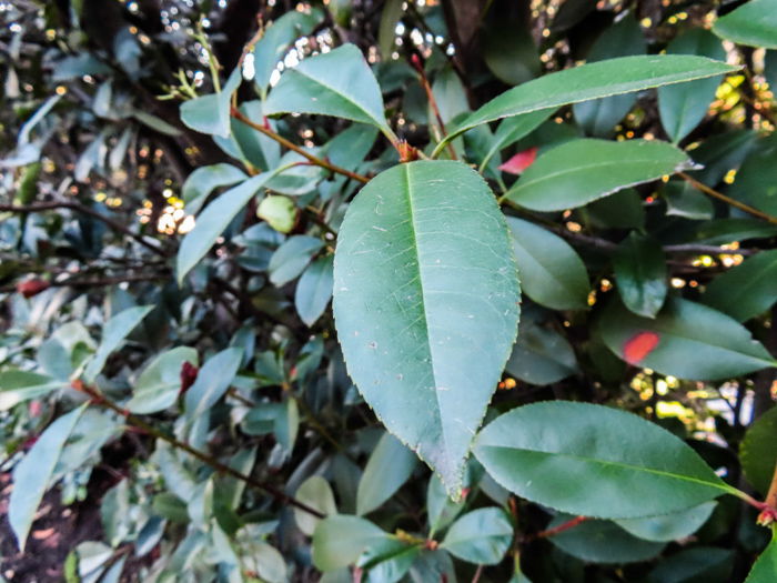 An outdoor shot of leaves, taken with canon powershot sx740 hs