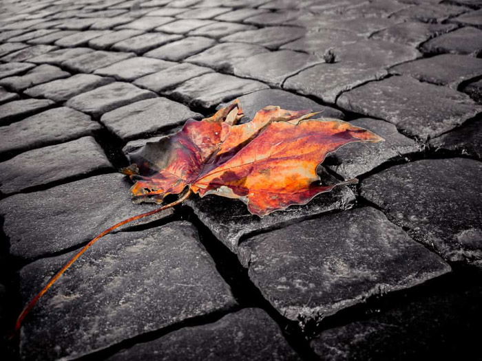 A mixture of black and white with color photography example in an image of an orange leaf on a monochrome pavement 