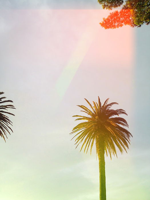 Filmic photography style photo of a palm tree with light leaks