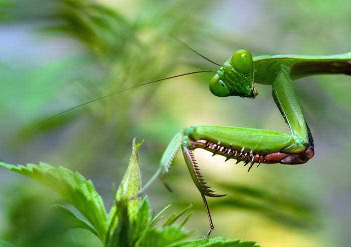 Macro photo of a praying mantis 